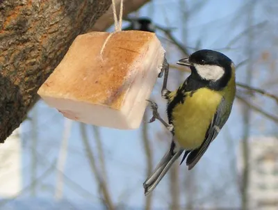 Солнечные лучики: Покормите птиц зимой (наш социальный проект)