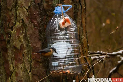 Конкурс «Покормите птиц зимой» - Приокско-Террасный государственный  природный биосферный заповедник