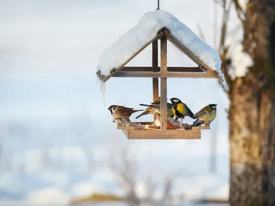Птичья столовая: как сделать кормушку для пернатых и чем кормить птиц зимой