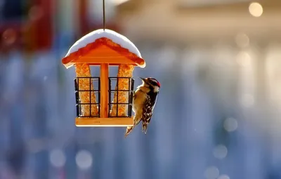 Областной экологический конкурс «Отличитесь добротой – покормите птиц зимой!»  – Новости – Истринское управление социальной защиты населения