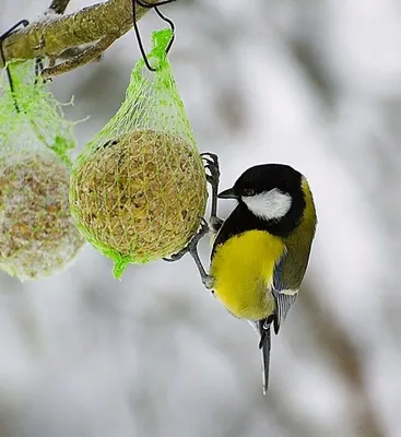 Помочь пережить зиму: в Челябинске создают сетчатые кормушки для птиц
