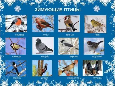 Покормите птиц зимой | 19.01.2023 | Троицк - БезФормата