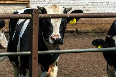 Голландские дойные коровы – чемпионы по продуктивности в течение всей жизни  - CRV