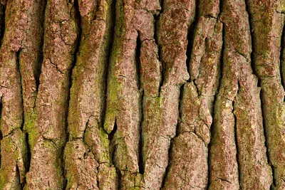 Кора Дерева Дерево Структура - Бесплатное фото на Pixabay - Pixabay
