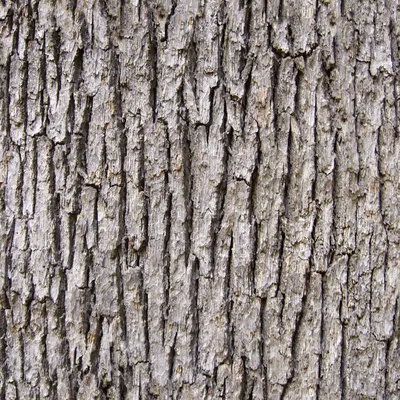 Бесшовные текстуры коры дерева для 3d