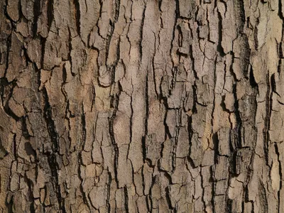 Купить фотообои Кора дерева на Wall-photo.ru - интернет магазин фотообоев.  Недорогие фотообои на заказ