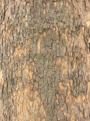 Кора дерева вербы стоковое изображение. изображение насчитывающей росток -  94041211
