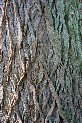 Структура коры дерева стоковое изображение. изображение насчитывающей серо  - 214088583