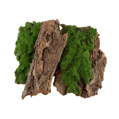 Деревянная текстура коры дерева Stock Photo | Adobe Stock