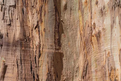 Текстура коры дерева бесшовная - 28 фото