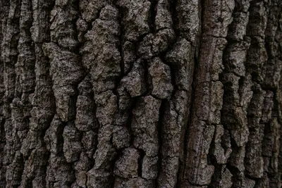 Кора дерева Стоковые фотографии, картинки, все без лицензионных отчислений  - Envato Elements