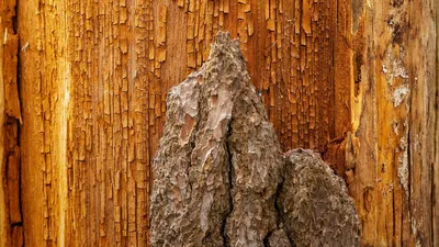 Бесплатные фотографии текстуры коры дерева стоковые фотографии | FreeImages