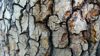 Кора дерева текстура - 58 фото