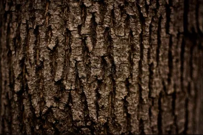 Кора Дерева Текстура Естественный - Бесплатное фото на Pixabay - Pixabay