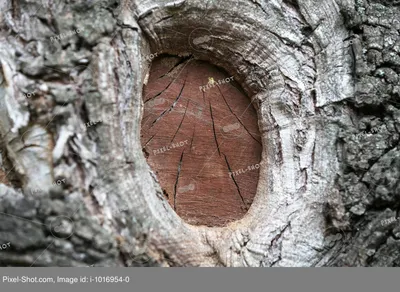 Рисунок коры дерева - 58 фото
