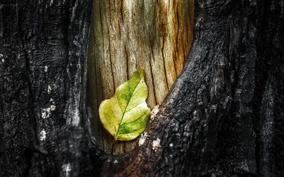 коричневая кора дерева · Бесплатные стоковые фото