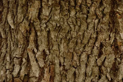 Кора Дерева Текстура — стоковые фотографии и другие картинки Абстрактный -  Абстрактный, Без людей, Выветрившийся - iStock