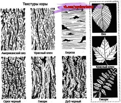 Фото коры дуба фото