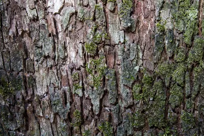 РУССКИЙ кора дуба 9 / 10000 АНГЛИЙСКИЙ Перевести вGoogleBing oak bark Stock  Photo | Adobe Stock