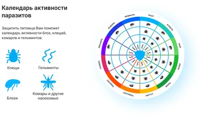 Виды глистов у кошек - Питомцы Mail.ru