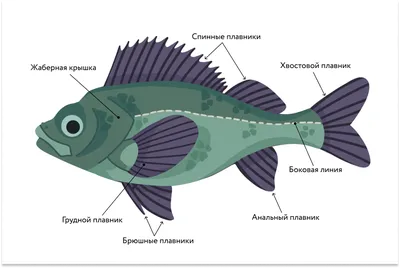 Открыто ископаемое, сочетающее признаки панцирных и костных рыб • Сергей  Ястребов • Новости науки на «Элементах» • Палеонтология, Эволюция