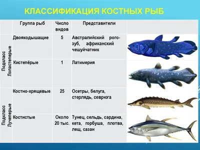 11. 2. Классификация костных рыб