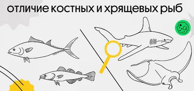 Отряды костных рыб - online presentation