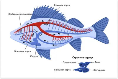 Класс Костные рыбы - презентация онлайн