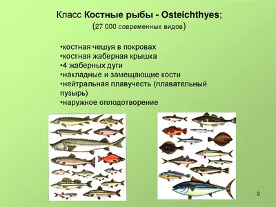 Открыто ископаемое, сочетающее признаки панцирных и костных рыб • Сергей  Ястребов • Новости науки на «Элементах» • Палеонтология, Эволюция