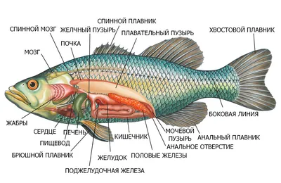 Шпаргалка - Многообразие рыб. Промысловые рыбы