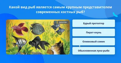 PPT - Класс Osteichthyes – Костные рыбы PowerPoint Presentation - ID:4080048