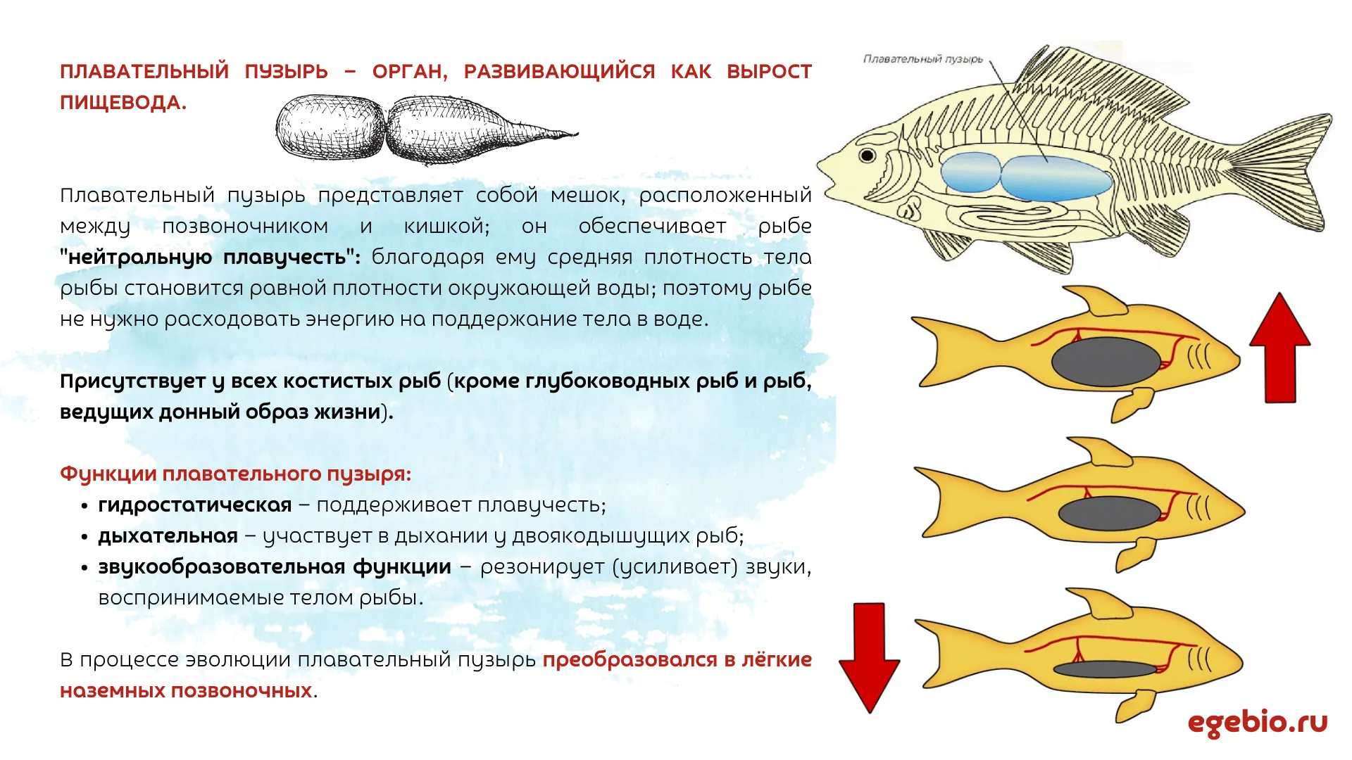 Основные функции рыбы. Плавательный пузырь у рыб. Функции плавательного пузыря у рыб. Плавательный пузырь у костных рыб. Плавательный пузырь строение.