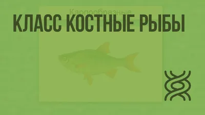 Костные рыбы — описание, типы, признаки и классификация | Природа Мира |  Дзен