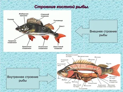 Плавательный пузырь – EGEBIO.RU БИОЛОГИЯ ЕГЭ| Елена Шишловская