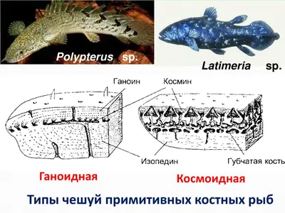 Презентация по биологии на тему \"Сравнительная характеристика хрящевых и костных  рыб\". 8-й класс