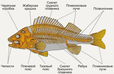 Палеозой: эпоха рыб