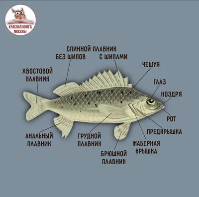 У берегов Португалии обнаружили самую тяжелую костную рыбу в мире. Она  весит почти три тонны — Нож