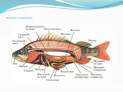 PPT - Класс Osteichthyes – Костные рыбы PowerPoint Presentation - ID:4080048