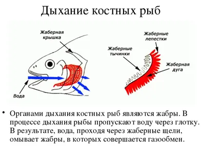 Рабочий лист по теме: Надкласс Рыбы. Костные рыбы, 8 класс