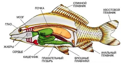 7. Костные рыбы