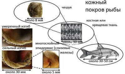 Строение рыбы: внутреннее, внешнее, боковая линия, кровеносная,  выделительная система, скелет, органы чувств