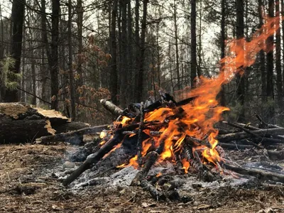 Костер в лесу :: Кирилл Козлов – Социальная сеть ФотоКто