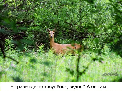 Косули - Приокско-Террасный государственный природный биосферный заповедник