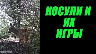 Косуля в осеннем лесу Крупная …» — создано в Шедевруме