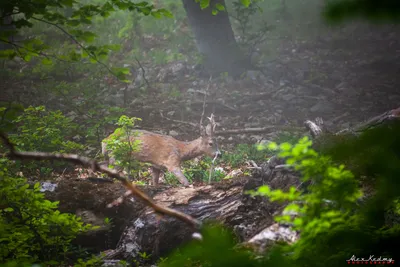 Фотоловушка запечатлела косулю в знаменском лесу | Сельская новь