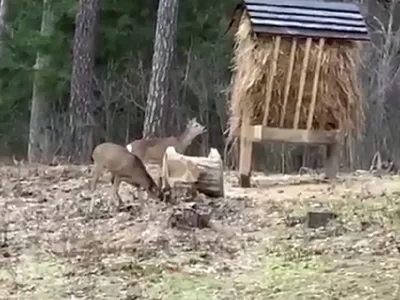 Лоси косули и кабаны в Чернобыльском заповеднике - фото