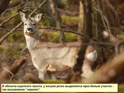 Зомби-косули заполонили зауральские леса — Секрет фирмы