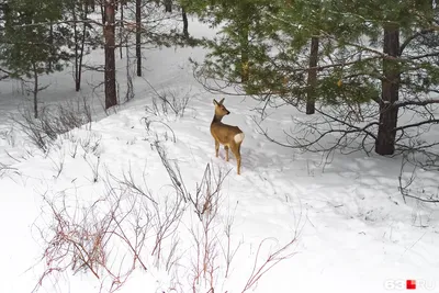 в осеннем лесу.. / косули самка и детки