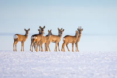 Косуля в лесу capreolus capreolus дикая косуля в природе | Премиум Фото