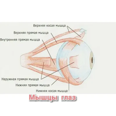 Косые глаза - 79 фото